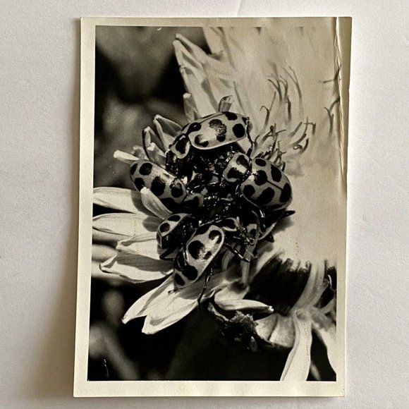 c1970 Original Ladybugs Black White Photograph Steven Willhite Glen Ellen IL - Picture 2 of 7